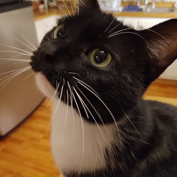 Meet your Posher, Lydia - Picture 2 of 2